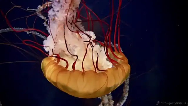 streamy test11 online show from 02/28/25, 08:09