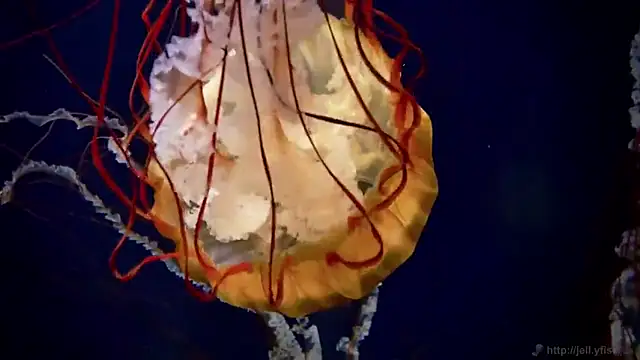 streamy test11 online show from 03/13/25, 08:37