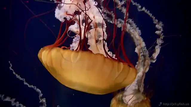 streamy test11 online show from 09/11/25, 12:38