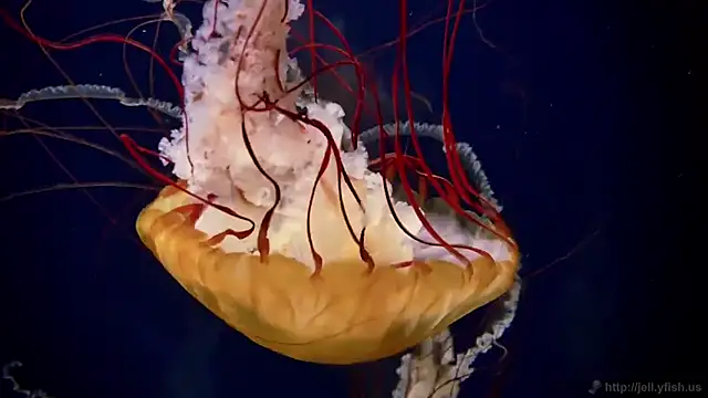 streamy test11 online show from 09/15/25, 11:21