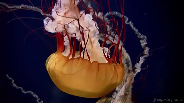 streamy test11 online show from 09/17/25, 12:40