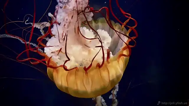 streamy test11 online show from 09/22/25, 06:54