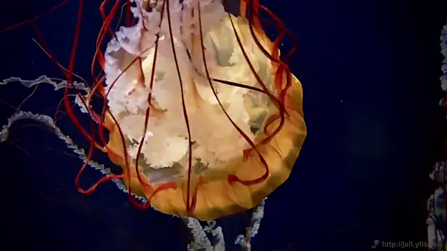 streamy test11 online show from 09/23/25, 11:24