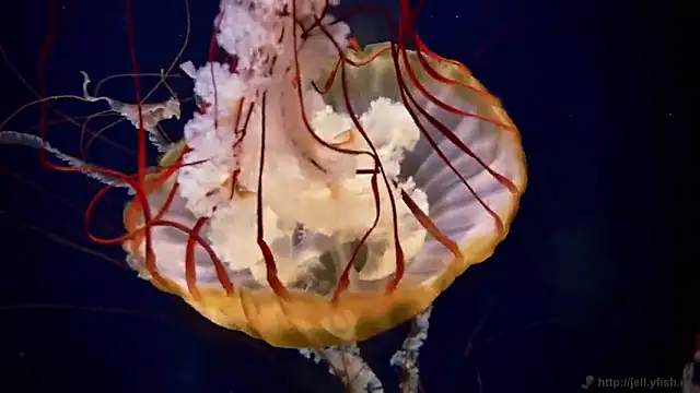 streamy test11 online show from 10/06/25, 12:57