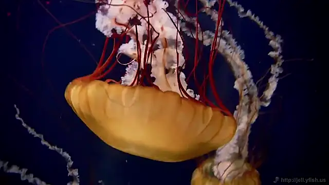 streamy test11 online show from 10/08/25, 09:51