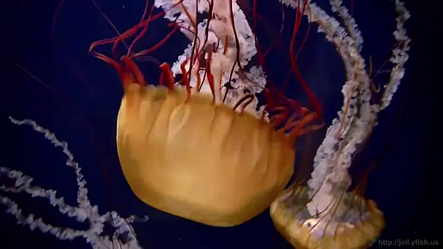 streamy test11 online show from 10/17/25, 07:11