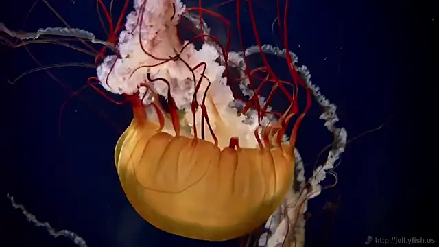 streamy test11 online show from 10/21/25, 02:07