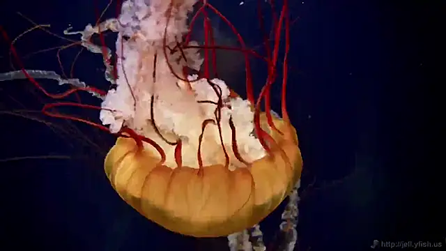 streamy test11 online show from 10/30/25, 03:35