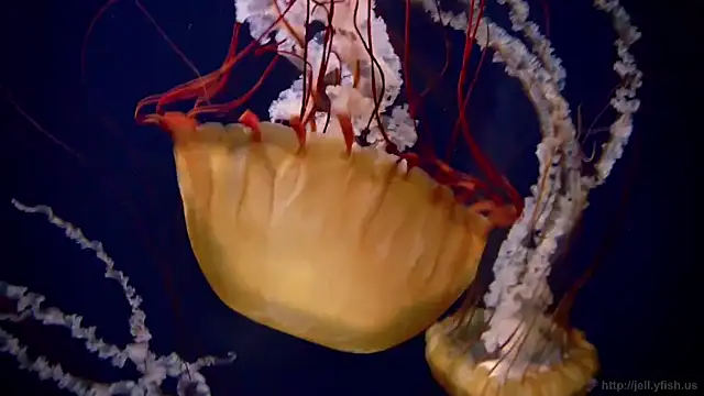 streamy test11 online show from 11/03/25, 11:55