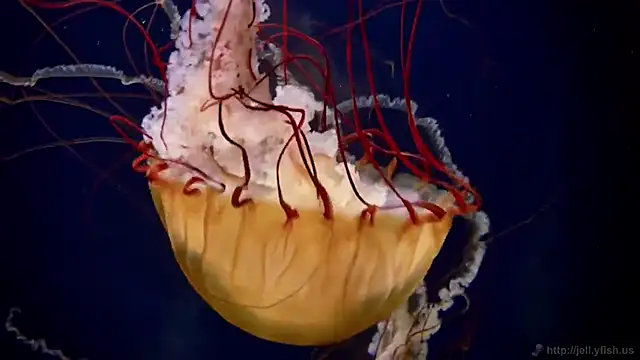 streamy test11 online show from 11/11/25, 04:29