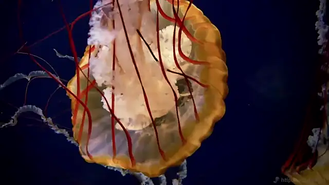 streamy test11 online show from 11/19/25, 09:53