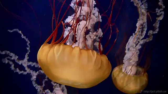 Snapshot of streamy_test11 chatting on 02/02/26, 08:24 streamy test11 online show from 02/02/26, 08:24