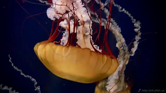 Snapshot of streamy_test11 chatting on 02/03/26, 02:22 streamy test11 online show from 02/03/26, 02:22