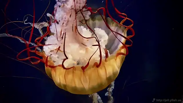 Snapshot of streamy_test11 chatting on 02/11/26, 02:11 streamy test11 online show from 02/11/26, 02:11