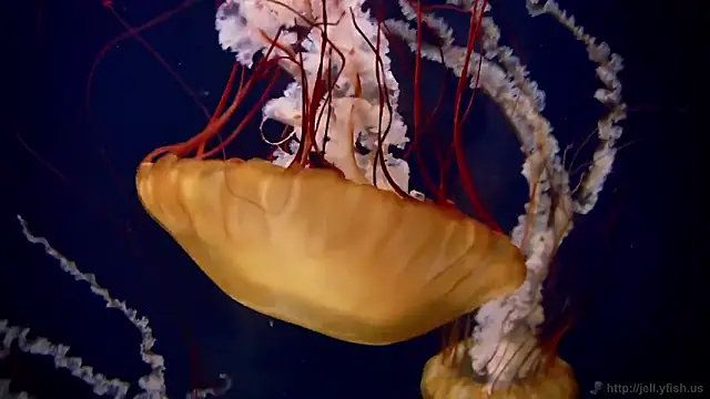 Snapshot of streamy_test11 chatting on 02/19/26, 05:09 streamy test11 online show from 02/19/26, 05:09