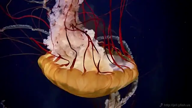 Snapshot of streamy_test11 chatting on 02/25/26, 11:31 streamy test11 online show from 02/25/26, 11:31