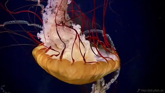 Snapshot of streamy_test11 chatting on 02/27/26, 11:54 streamy test11 online show from 02/27/26, 11:54