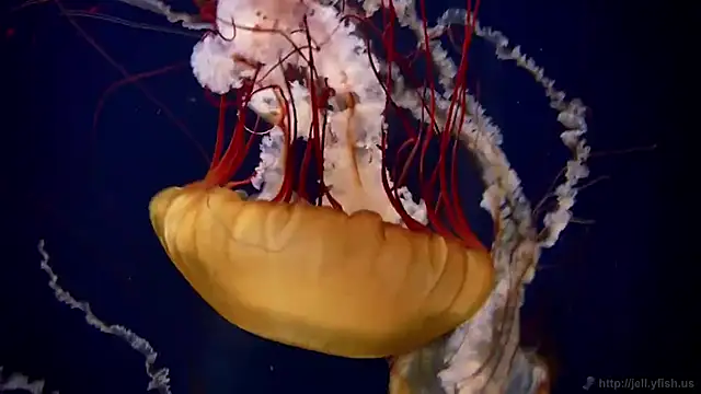 Snapshot of streamy_test11 chatting on 03/02/26, 08:10 streamy test11 online show from 03/02/26, 08:10