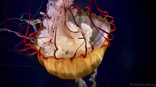 Snapshot of streamy_test11 chatting on 03/04/26, 02:45 streamy test11 online show from 03/04/26, 02:45