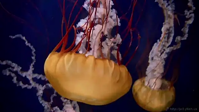 Snapshot of streamy_test11 chatting on 03/09/26, 03:27 streamy test11 online show from 03/09/26, 03:27