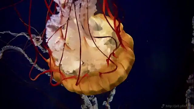 Snapshot of streamy_test11 chatting on 03/11/26, 11:49 streamy test11 online show from 03/11/26, 11:49