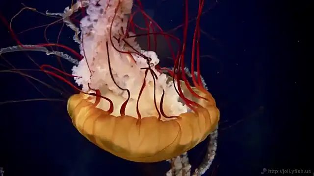 Snapshot of streamy_test11 chatting on 03/12/26, 12:55 streamy test11 online show from 03/12/26, 12:55