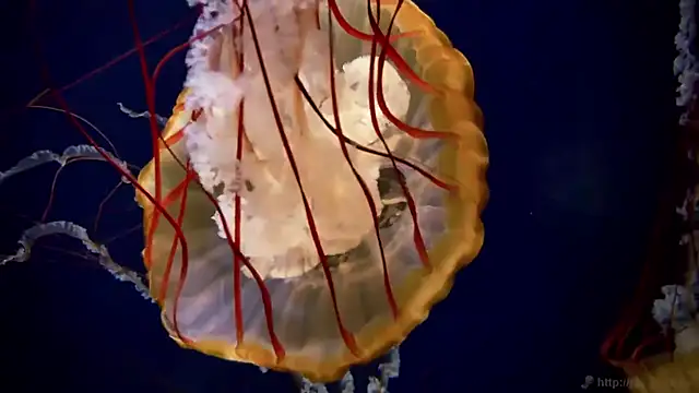 Snapshot of streamy_test11 chatting on 03/16/26, 03:38 streamy test11 online show from 03/16/26, 03:38