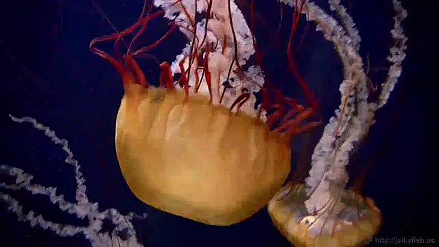 streamy test13 online show from 01/03/25, 08:10