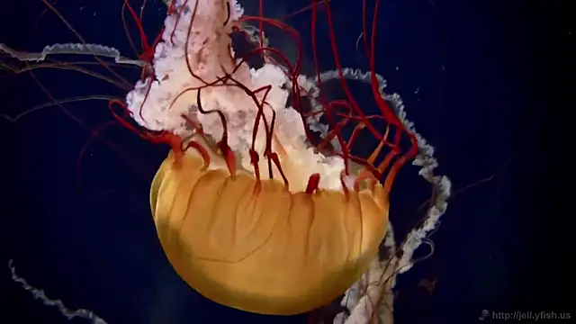 streamy test13 online show from 02/03/25, 08:13