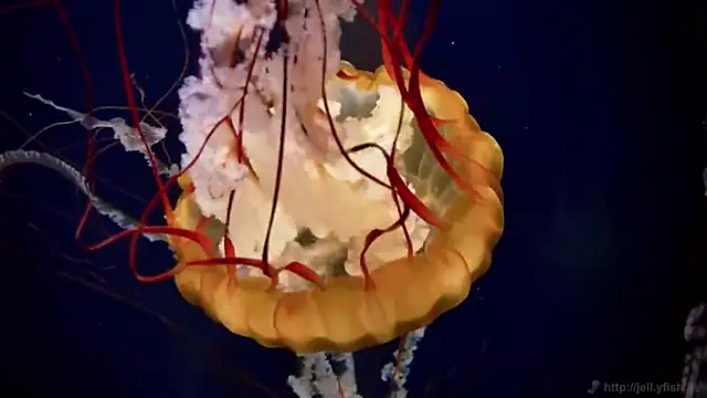 streamy test13 online show from 03/14/25, 08:10