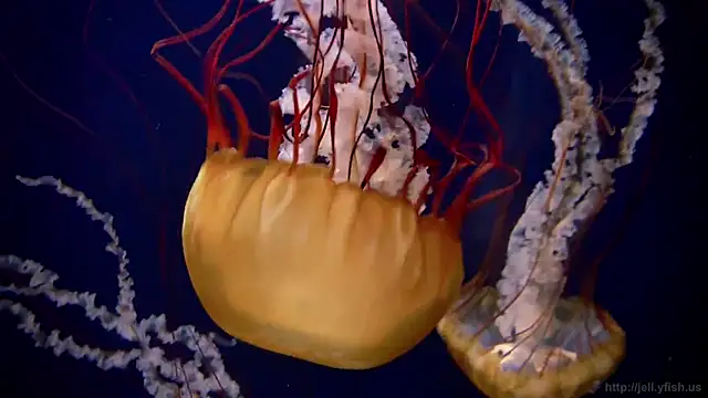 streamy test13 online show from 03/21/25, 08:17