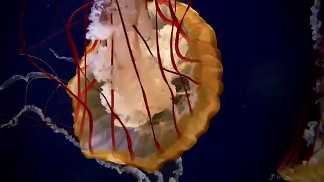 streamy test13 online show from 10/02/25, 10:22