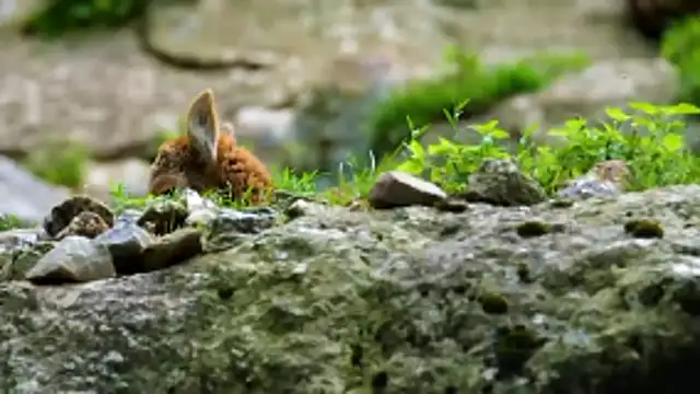 streamy test13 online show from 01/08/26, 03:25