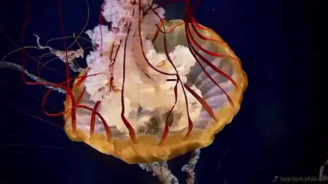 streamy test15 online show from 11/06/25, 02:51