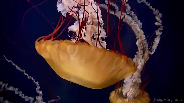 streamy test15 online show from 02/02/26, 02:05