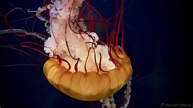 streamy test15 online show from 02/18/26, 09:38