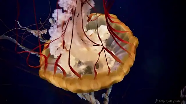 streamy test15 online show from 02/25/26, 05:00