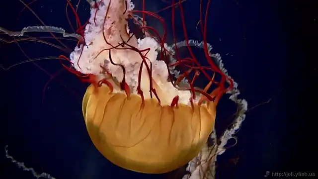 streamy test15 online show from 02/26/26, 01:32