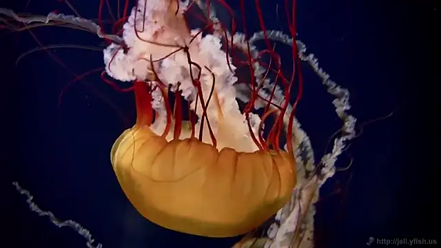 streamy test15 online show from 03/03/26, 05:08