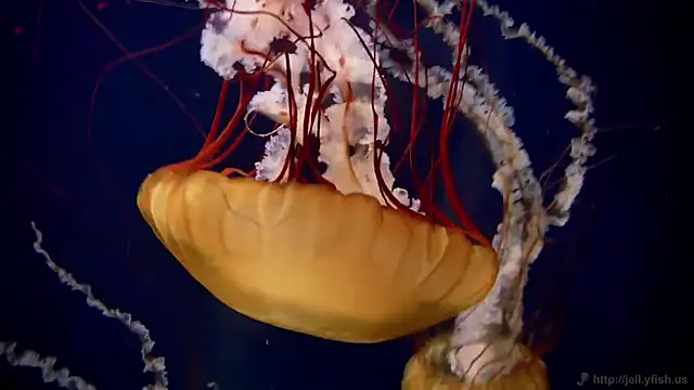 streamy test15 online show from 03/09/26, 09:02