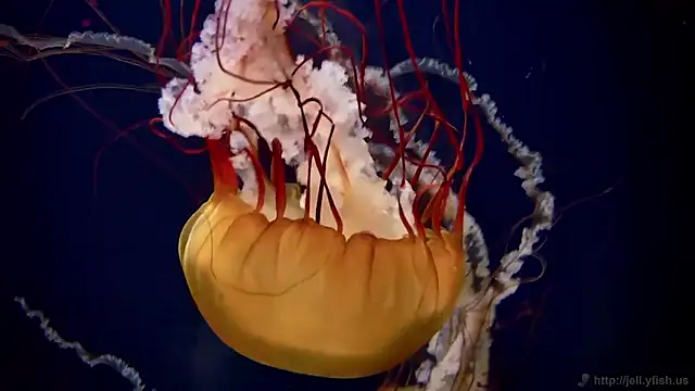 streamy test15 online show from 03/12/26, 01:06