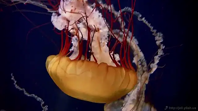 streamy test15 online show from 03/20/26, 08:52