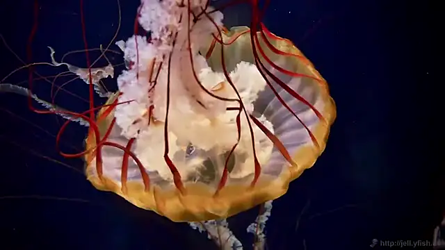 streamy test15 online show from 03/24/26, 02:44