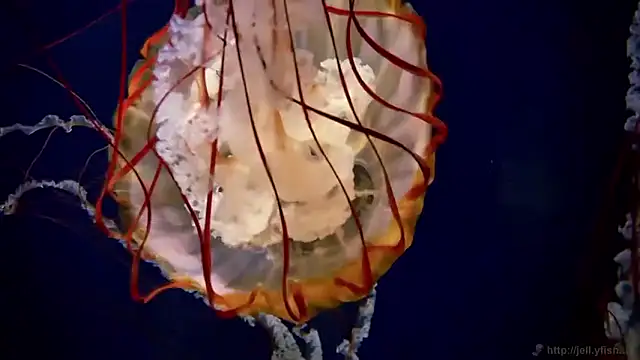 streamy test15 online show from 03/27/26, 07:47