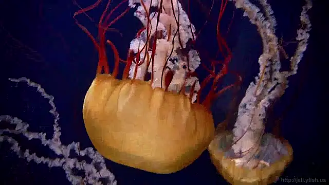 streamy test15 online show from 03/31/26, 07:42