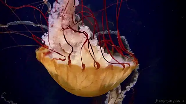 streamy test15 online show from 04/06/26, 12:50