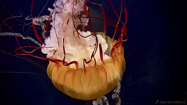 streamy test15 online show from 04/09/26, 10:42