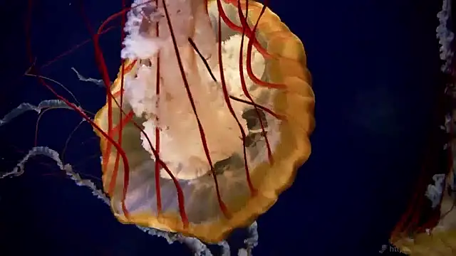 streamy test15 online show from 04/17/26, 06:38