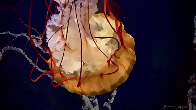 streamy test15 online show from 04/20/26, 11:24