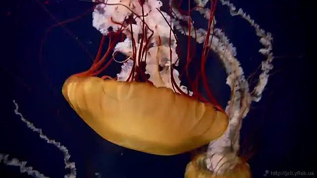 streamy test15 online show from 04/21/26, 01:17